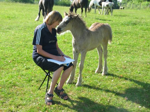 A foal distracts an artist.