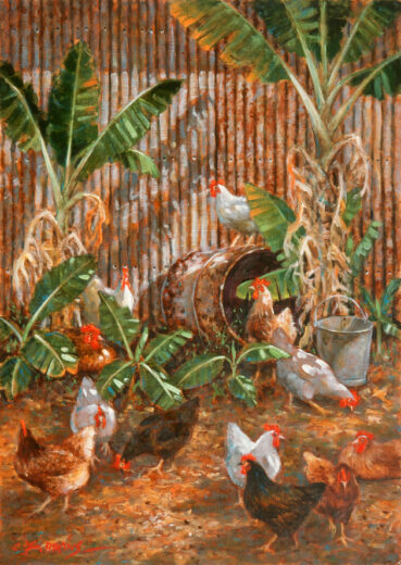 Hens are enjoying being released into an old garden housing banana plants.
