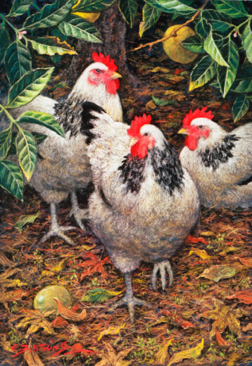 Three hens scratch among the leaves under the lemon tree.