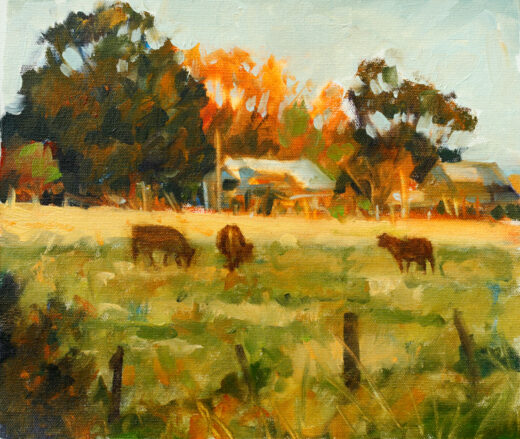 Cows in the late afternoon sun.