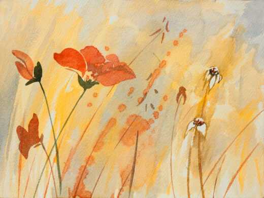 This watercolour shows poppies reaching for the sky. Some are in flower and some have passed their best.